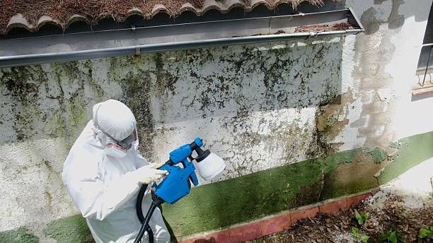 Top rated local Basement Mold Removal specialists in Hopewell, PA